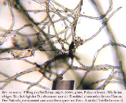 Polymerfasern, 400 fache Vergr, aus Schneewasser.