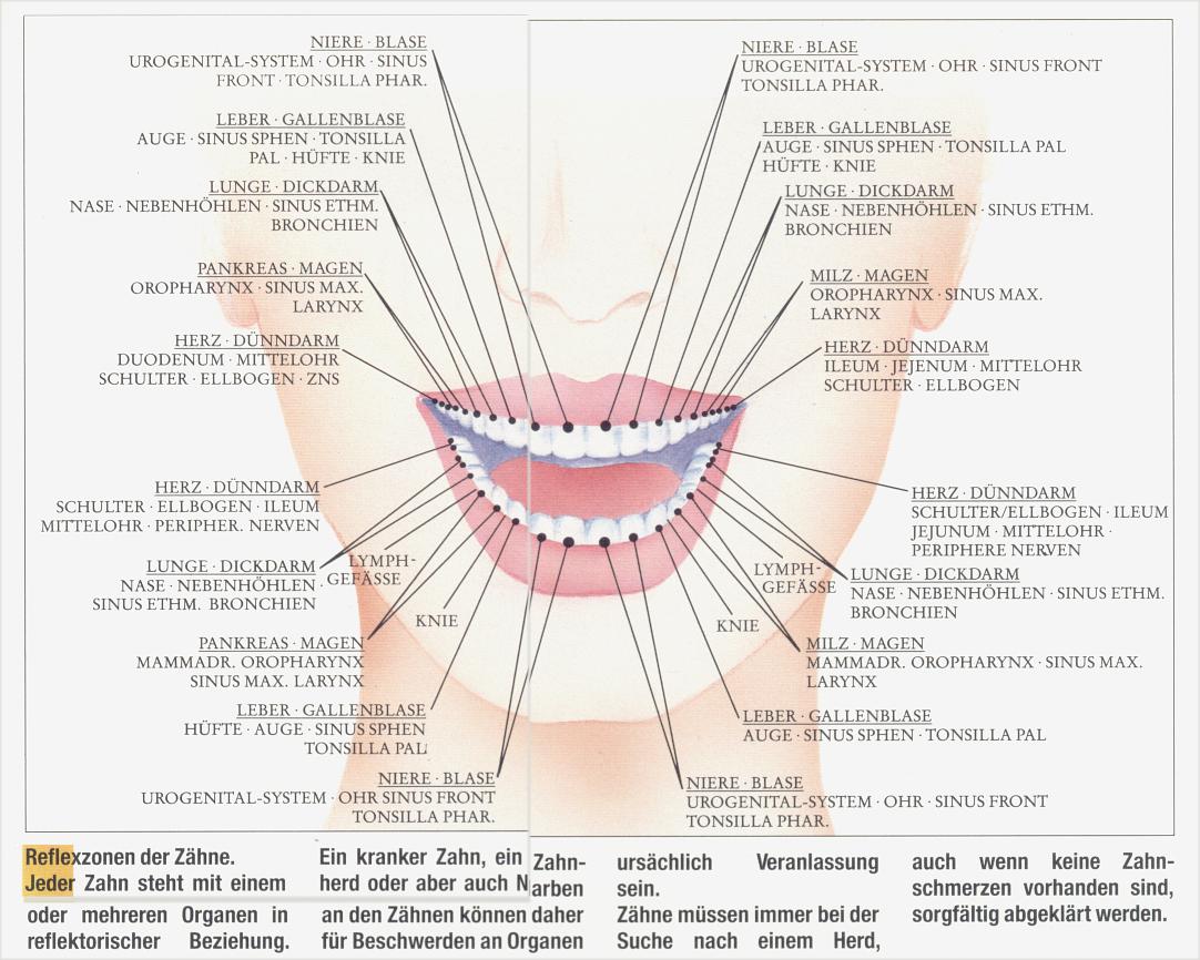 Verbindungen Zhne-Organe.