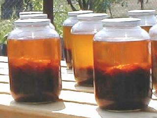 klare Flaschen (Mohnbltenl)