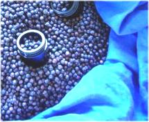 Wacholderbeeren auf blauem Tuch